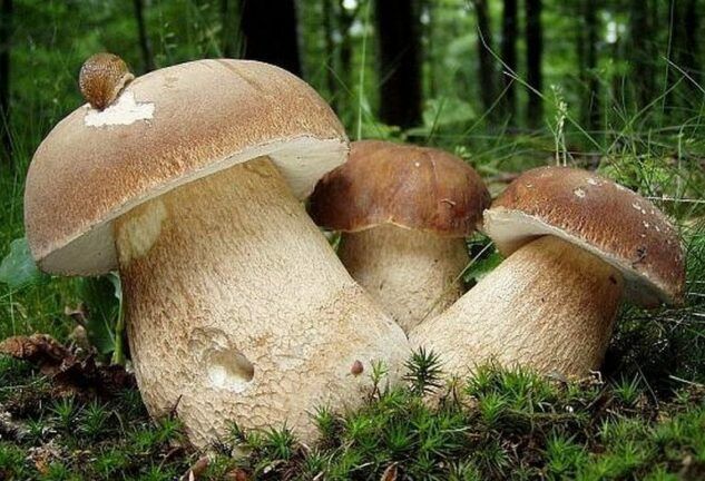 Где собирать грибы лучше и как отличить ядовитый от съедобного