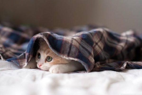 В Україну йдуть заморозки погода