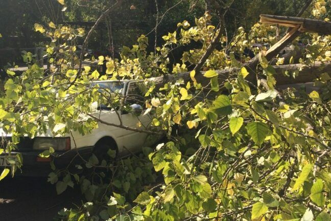 В Одессе дерево раздавило три авто