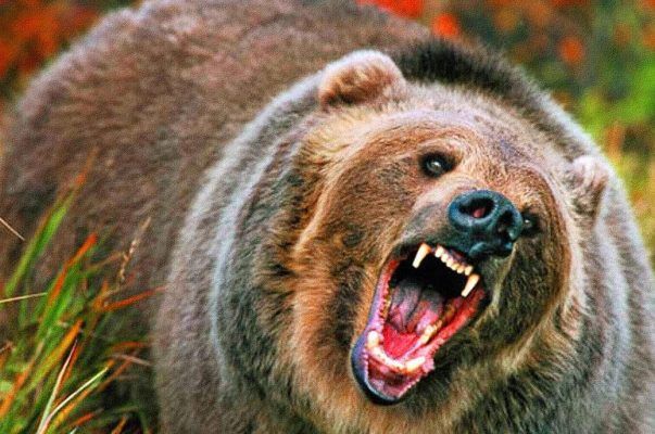 В России медведь сбежал из зоопарка и убил пенсионера медведь