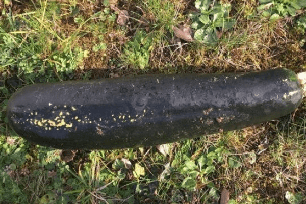 У Німеччині пенсіонер кабачок прийняв за бомбу