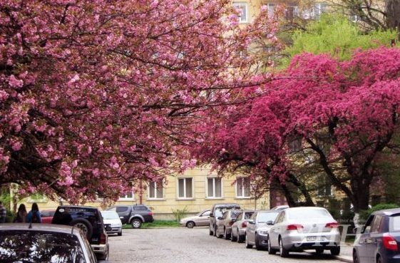 Уникальная аллея сакур в Ужгороде под угрозой уничтожения