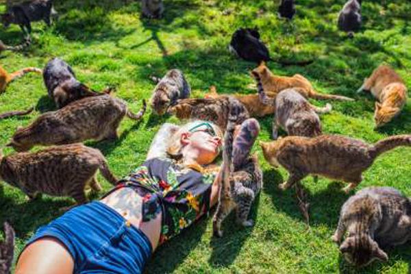 Усатый рай! На Гавайях есть остров бродячих кошек