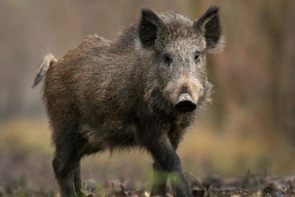 В Японии дикие кабаны напали на школу. Детей эвакуировали кабан