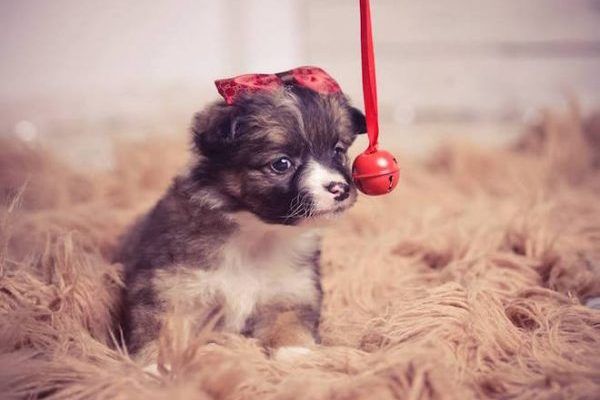 Хит Jingle Bells на украинском набрал 1 млн просмотров на YouTube шпилясті кобзарі