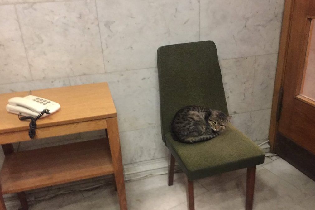 Будет защищать от русокрыс! МИД назначило послом кота