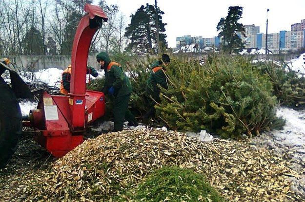 Куди здати новорічну ялинку в Києві: список адрес (КАРТА)
