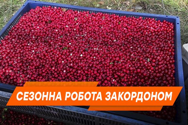 Українські ягідники за кордоном: реальні історії про зарплату та умови