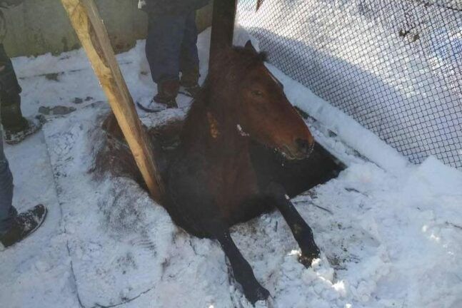 На Львовщине из канализационной ямы спасли коня