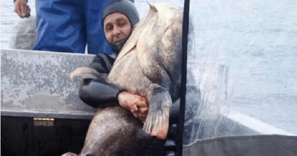 Рыбак словил 140-килограммового сома под Черкассами
