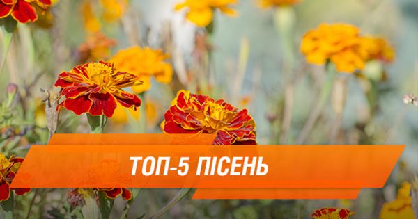 Топ-5 лучших исполнений Чернобрывцов