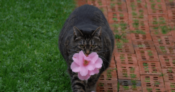 Кошка, которая дарит цветы Кішка
