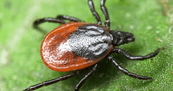 Як вберегтися від кліщів – що робити та куди звертатись