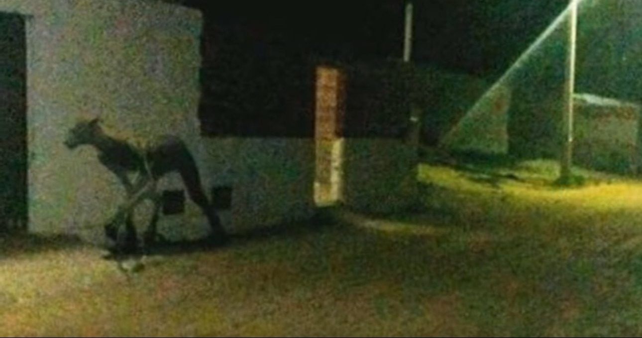В Аргентине на фото сняли чудовище-убийцу собак Дивне створіння