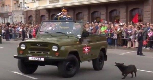 Два віслюки та пес: