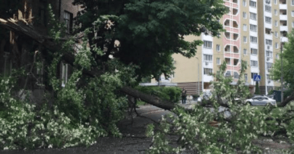 Непогода валит деревья в Киеве Вітер повалив дерево