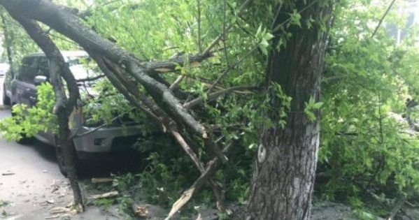У центрі Києва на Range Rover впало дерево Range Rover