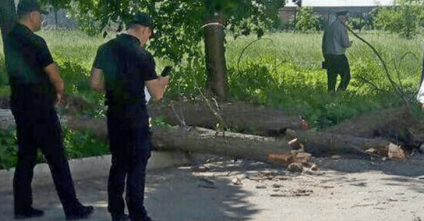 В Черкассах на детей упало дерево