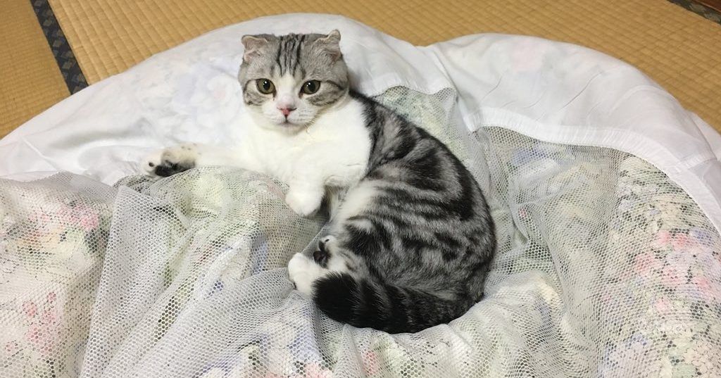 В Японии открылся отель, в котором можно арендовать кота Кіт