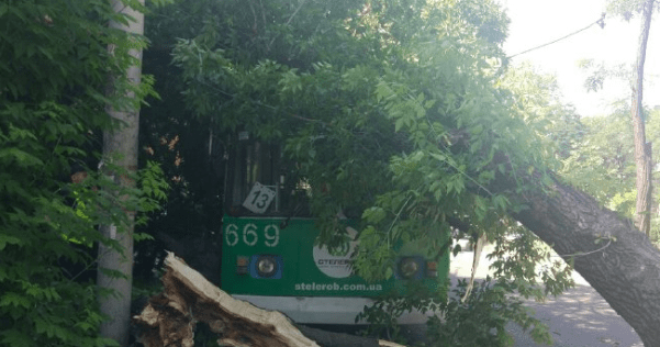 В центре Запорожья дерево упало на троллейбус с людьми Дерево впало на тролейбус