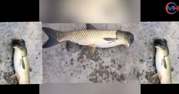 Голубь или дельфин? Рыбу-мутанта поймали в Китае Риба з головою голуба