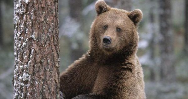 У США ведмідь убив волонтера, який шукав зниклого туриста медведь убил туриста на аляске