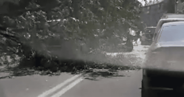 Поблизу Ради дерево впало на три авто, рух ускладнено Дерево впало на авто