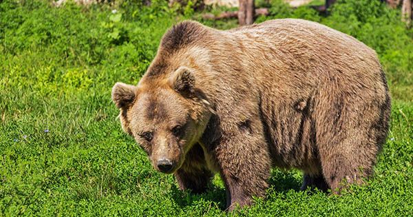 Туша застреленого ведмедя ледь не вбила мисливця Ведмідь