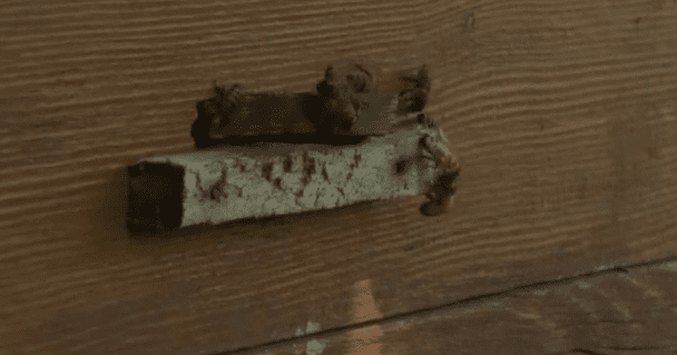 На Сумщине массово гибнут пчелы