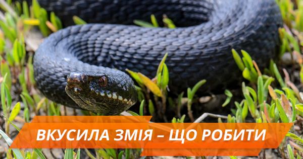 Ядовитые змеи: какие водятся в Украине и что делать при укусе (ИНФОГРАФИКА) Отруйні змії
