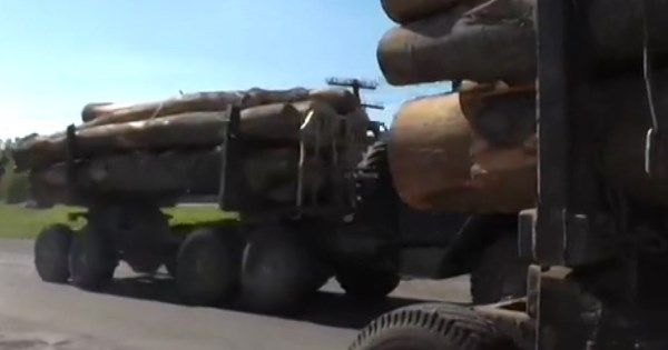 Контрабанда та санітарна вирубка: хто та навіщо знищує ліси України
