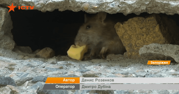 Страшно зайти в подъезд! В Запорожье жителей многоэтажки атакуют крысы