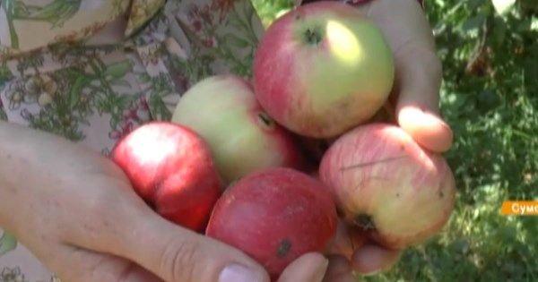 Лишают усталости и продлевают жизнь: молодильные яблоки на Сумщине