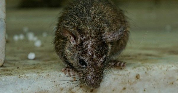 Как магазины и кафе борются с крысами и почему от этого травятся люди