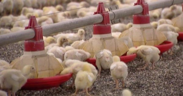 Біологічне очищення і доочистка ультрафіолетом: екологічність роботи МХП