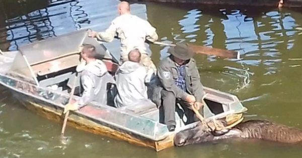 В зоне ЧАЭС из радиоактивного водоема спасли лося