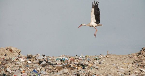 Полигон в Подгорцах начали готовить к закрытию