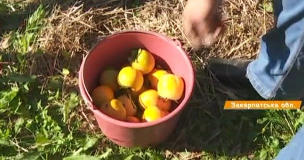 Українська хурма: корисні властивості та як вирощують