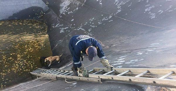 В Фастове из глубокой ловушки спасли двух собак