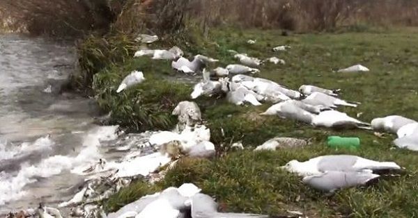 У Тернополі біля водойми виявили майже 200 трупів птахів