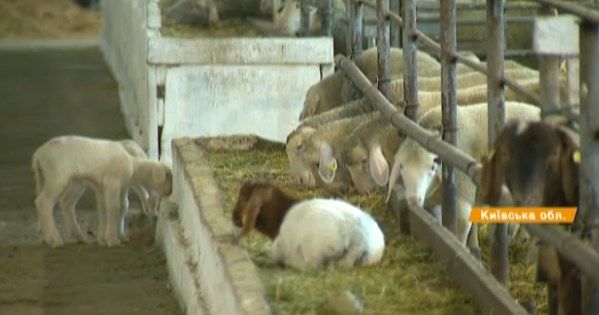 Мраморная говядина производства Украины: как выращивают и сколько вложили в бизнес