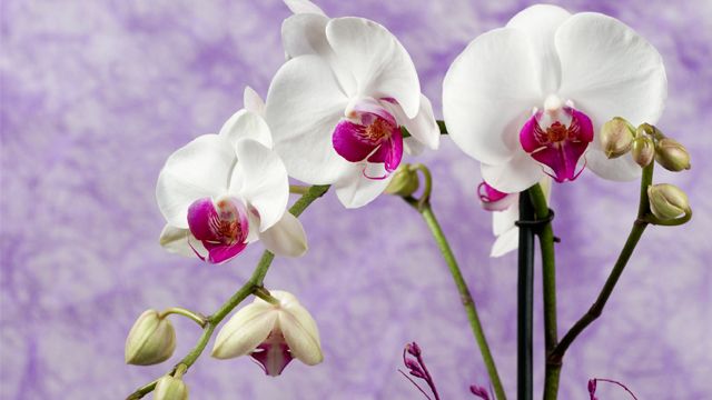 Квіти на День вчителя 2019 – ідеї букетів (ФОТО) Фото 2