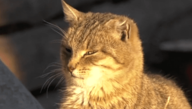 Знущання над котом