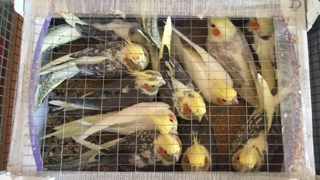 Украинец пытался пронести в Беларусь 150 попугаев