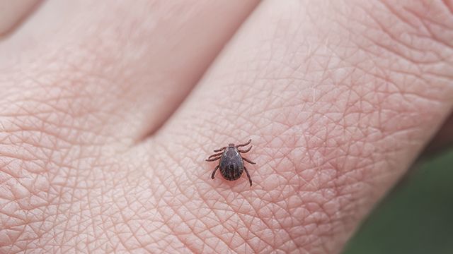 Болезнь Лайма: что делать, симптомы и лечение
