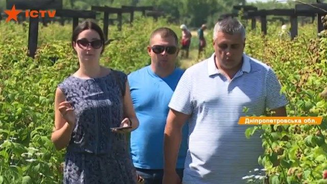 Самая выгодная модель агробизнеса как работает ягодный кооператив на Днепропетровщине