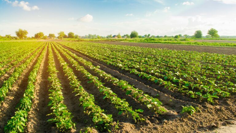 Ринок землі