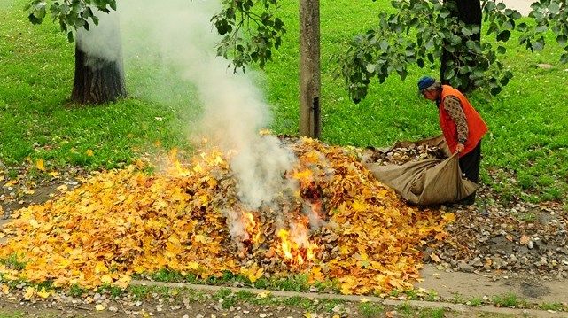 Сжигание опавших листьев: чем опасно и штрафы