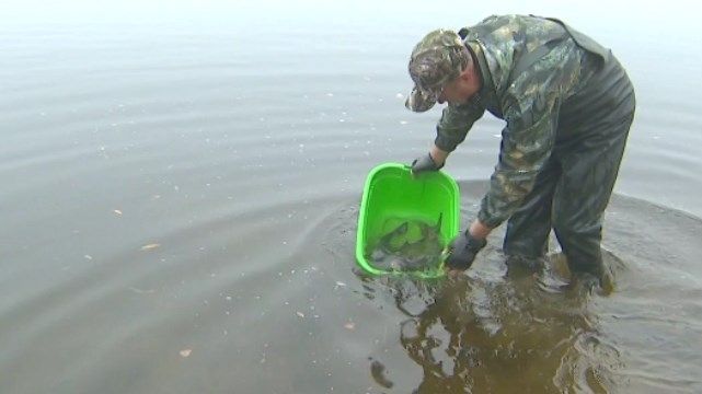 В Днепр выпустили тонну толстолобика — какая от них польза