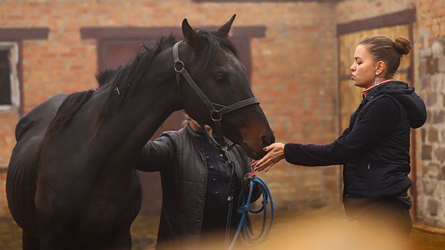 В Запорожье две женщины спасли табун лошадей из прифронтовой Авдеевки В Запорожье две женщины спасли табун лошадей из прифронтовой Авдеевки